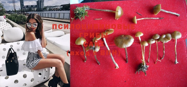 PSILOCYBIN Армянск